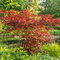 Javor mliečny Crimson King (Karmínový kráľ), výška 140/160 cm, v črepníku Acer platanoides Crimson King