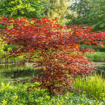 Javor mliečny Crimson King (Karmínový kráľ), výška 140/160 cm, v črepníku Acer platanoides Crimson King