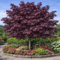 Javor mliečny Crimson King (Karmínový kráľ), výška 140/160 cm, v črepníku Acer platanoides Crimson King