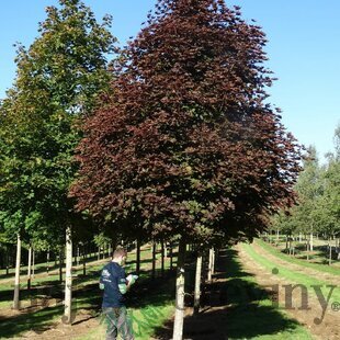 Javor mliečny Crimson Sentry, 300+ cm, obvod kmienka 10/12 cm, v črepníku Acer platanoides Crimson Sentry