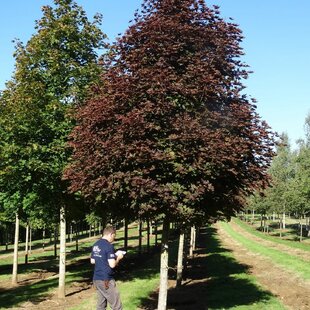 Javor mliečny Crimson Sentry, 300+ cm, obvod kmienka 10/12 cm, v črepníku Acer platanoides Crimson Sentry