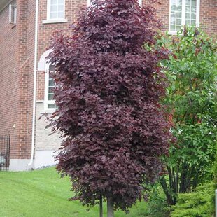 Javor mliečny Crimson Sentry, na kmienku 150/200 cm, v črepníku Acer platanoides Crimson Sentry