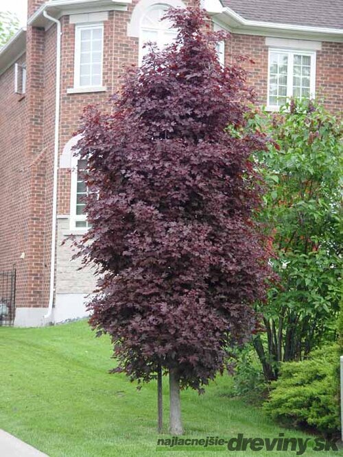 Javor mliečny Crimson Sentry, na kmienku 230/250 cm, obvod 6/8 cm, v črepníku Acer platanoides Crimson Sentry