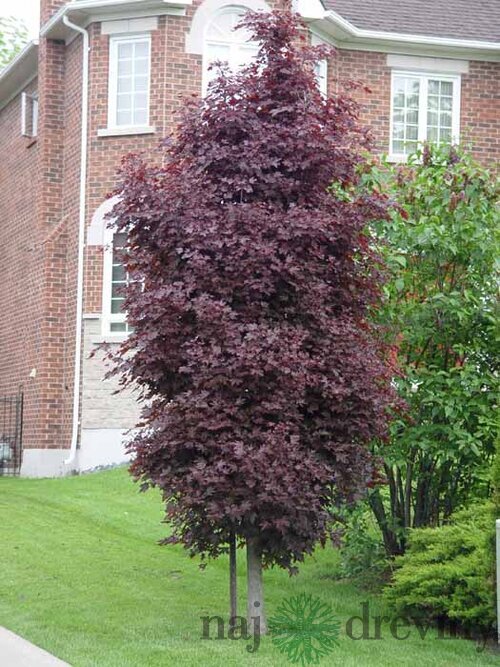 Javor mliečny Crimson Sentry, na kmienku 230/250 cm, obvod 6/8 cm, v črepníku Acer platanoides Crimson Sentry