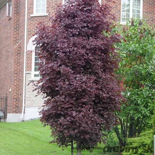 Javor mliečny Crimson Sentry, na kmienku 230/250 cm, obvod 6/8 cm, v črepníku Acer platanoides Crimson Sentry