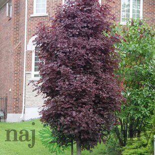 Javor mliečny Crimson Sentry, na kmienku 230/250 cm, obvod 6/8 cm, v črepníku Acer platanoides Crimson Sentry