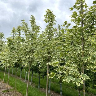 Javor mliečny Drummondii, na kmienku 160/180 cm, v črepníku Acer platanoides ´Drummondi