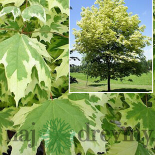 Javor mliečny Drumondi, obvod kmienku 8/10 cm, výška 300/350 cm Acer platanoides Drumondi