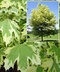 Javor mliečny Drumondi, obvod kmienku 8/10 cm, výška 300/350 cm Acer platanoides Drumondi