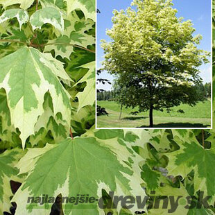 Javor mliečny Drumondi, obvod kmienku 8/10 cm, výška 300/350 cm Acer platanoides Drumondi