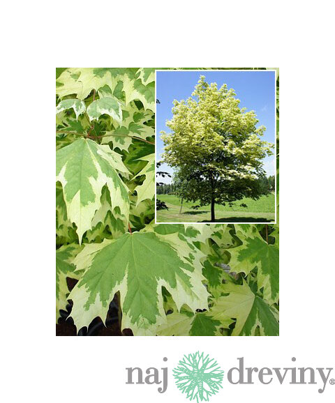 Javor mliečny Drumondi, obvod kmienku 8/10 cm, výška 300/350 cm Acer platanoides Drumondi