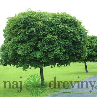 Javor mliečny Globosum obvod 5/7 cm, výška kmienku 180/200 cm, v črepníku Acer platanoides Globosum
