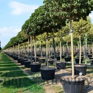 Javor mliečny Globosum, obvod kmienka 10/12 cm, výška kmienka bez koruny 220 cm, v črepníku 50l Acer platanoides Globosum
