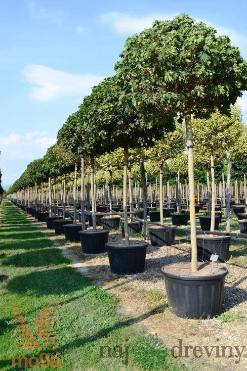 Javor mliečny Globosum, obvod kmienka 10/12 cm, výška kmienka bez koruny 220 cm, v črepníku 50l Acer platanoides Globosum