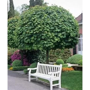 Javor mliečny Globosum, v črepníku 180/200 cm, na kmienku Acer platanoides Globosum