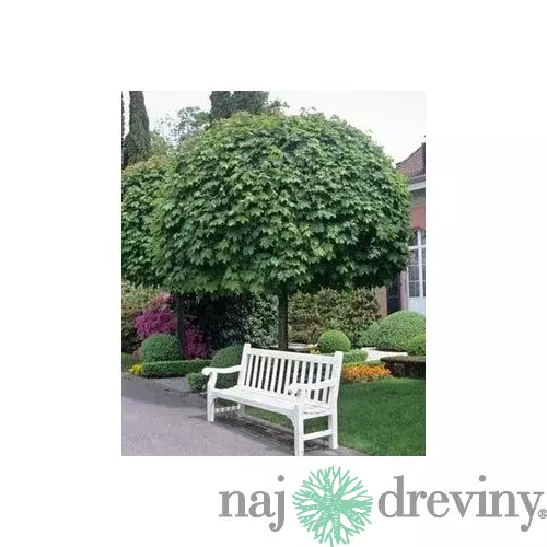 Javor mliečny Globosum, v črepníku 180/200 cm, na kmienku Acer platanoides Globosum