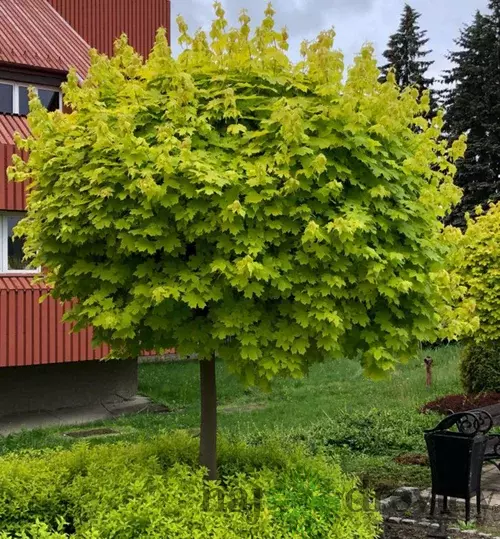 Javor mliečny Golden Globe na kmienku 150/180 cm v črepníku Acer platanoides Golden Globe
