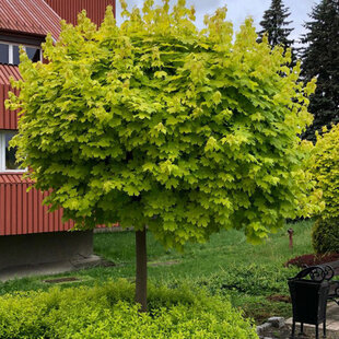 Javor mliečny Golden Globe na kmienku 150/180 cm v črepníku Acer platanoides Golden Globe