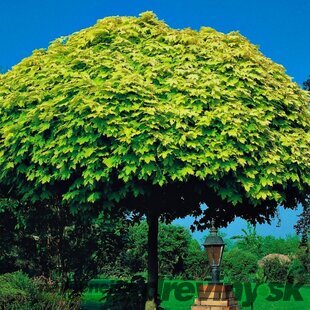 Javor mliečny Golden Globe na kmienku 180 cm, v črepníku Acer platanoides Golden Globe