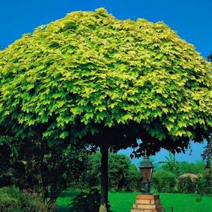Javor mliečny Golden Globe na kmienku 180 cm, v črepníku Acer platanoides Golden Globe