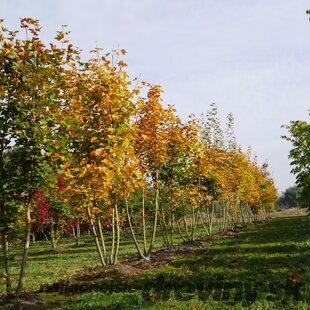 Javor mliečny ‘Maculatum‘, na kmienku výška 220/250 cm, v črepníku 10l Acer platanoides ‘Maculatum‘