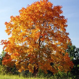 Javor mliečny ‘Maculatum‘, na kmienku výška 220/250 cm, v črepníku 10l Acer platanoides ‘Maculatum‘
