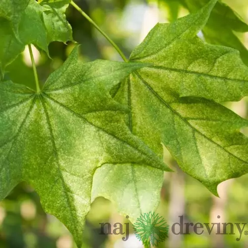 Javor mliečny ‘Maculatum‘, výška 180/200 cm, v črepníku 10l Acer platanoides ‘Maculatum‘