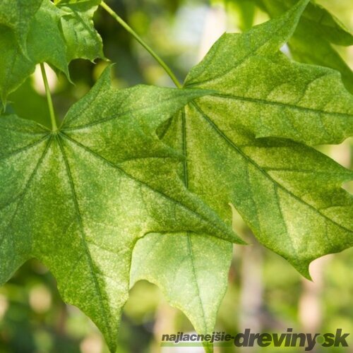 Javor mliečny ‘Maculatum‘, výška 180/200 cm, v črepníku 10l Acer platanoides ‘Maculatum‘