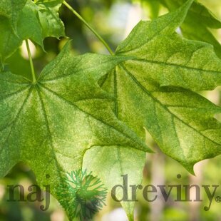 Javor mliečny ‘Maculatum‘, výška 180/200 cm, v črepníku 10l Acer platanoides ‘Maculatum‘