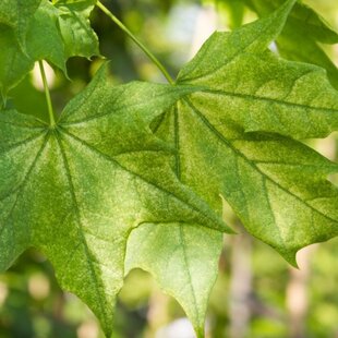 Javor mliečny ‘Maculatum‘, výška 180/200 cm, v črepníku 10l Acer platanoides ‘Maculatum‘