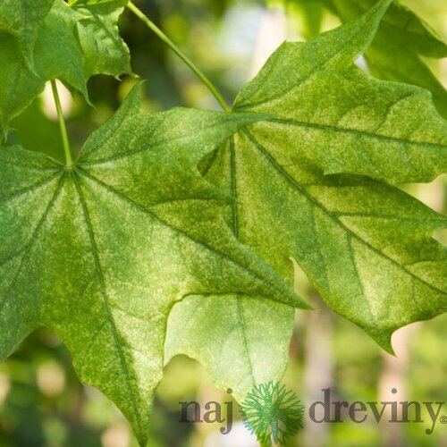Javor mliečny ‘Maculatum‘, výška 180/200 cm, v črepníku 10l Acer platanoides ‘Maculatum‘