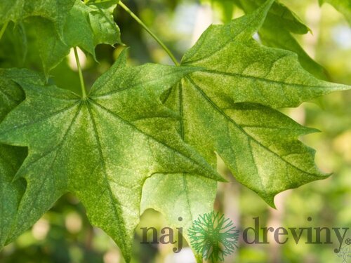 Javor mliečny ‘Maculatum‘, výška 180/200 cm, v črepníku 10l Acer platanoides ‘Maculatum‘