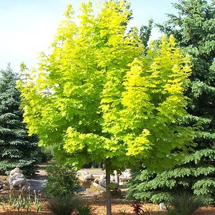 Javor mliečny Princeton Gold 110/130 cm, v črepníku Acer platanoides Princeton Gold