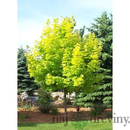 Javor mliečny Princeton Gold 110/130 cm, v črepníku Acer platanoides Princeton Gold