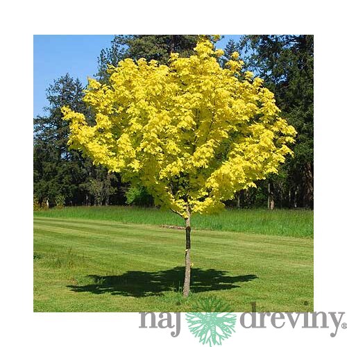Javor mliečny Princeton Gold, 200/250 cm Acer platanoides Princeton Gold