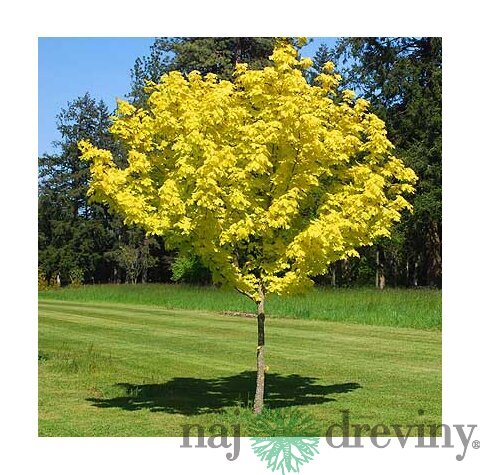 Javor mliečny Princeton Gold, 200/250 cm Acer platanoides Princeton Gold
