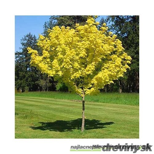 Javor mliečny Princeton Gold výška 180/220 cm, obvod kmienka 6/8 cm, v črepníku Acer platanoides Princeton Gold