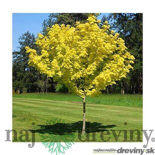 Javor mliečny Princeton Gold výška 180/220 cm, obvod kmienka 6/8 cm, v črepníku Acer platanoides Princeton Gold