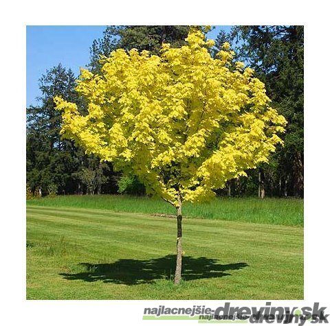Javor mliečny Princeton Gold výška 180/220 cm, obvod kmienka 6/8 cm, v črepníku Acer platanoides Princeton Gold