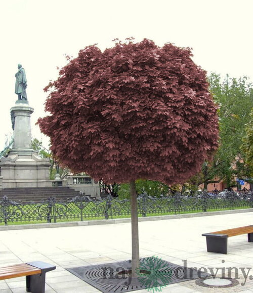 Javor mliečny Purple Globe na kmienku 180/200 cm, v črepníku Acer platanoides Purple Globe