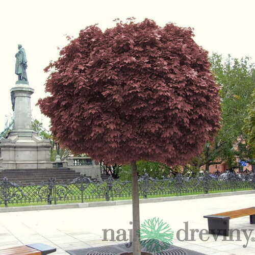 Javor mliečny Purple Globe na kmienku 180/200 cm, v črepníku Acer platanoides Purple Globe