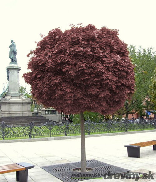 Javor mliečny Purple Globe na kmienku 180/200 cm, v črepníku Acer platanoides Purple Globe