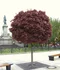 Javor mliečny Purple Globe na kmienku 180/200 cm, v črepníku Acer platanoides Purple Globe