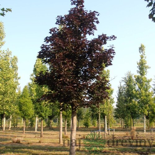 Javor mliečny Royal Red na kmienku 180/200 cm v črepníku 10l Acer platanoides Royal Red