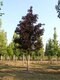 Javor mliečny Royal Red na kmienku 180/200 cm v črepníku 10l Acer platanoides Royal Red