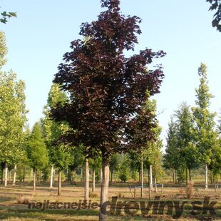 Javor mliečny Royal Red na kmienku 180/200 cm v črepníku 10l Acer platanoides Royal Red