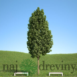 Javor mliečny stĺpovitý 140/160 cm, v črepníku Acer platanoides columnare
