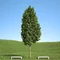 Javor mliečny stĺpovitý 140/160 cm, v črepníku Acer platanoides columnare