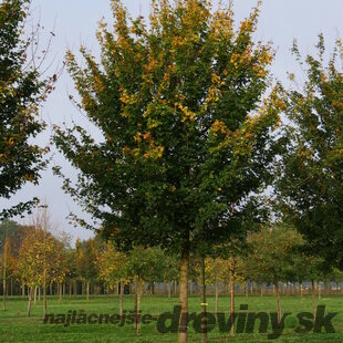 Javor poľný Elsrijk, výška 300/+ cm, obvod kmienka 14/16 cm, v črepníku Acer campestre Elsrijk