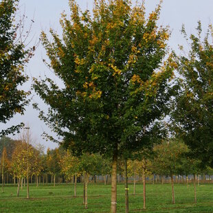 Javor poľný Elsrijk, výška 300/+ cm, obvod kmienka 14/16 cm, v črepníku Acer campestre Elsrijk